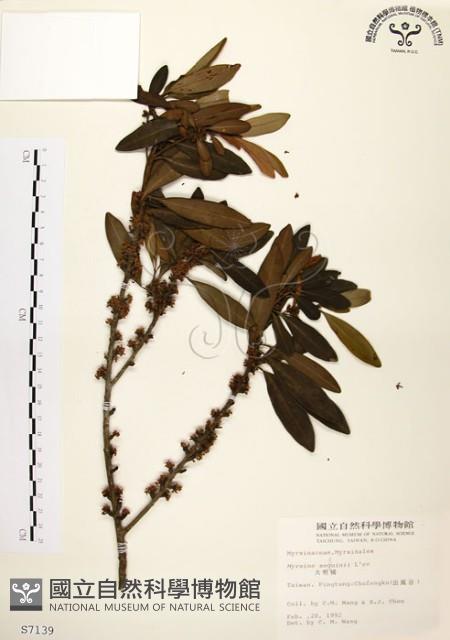 大明橘藏品圖，第1張