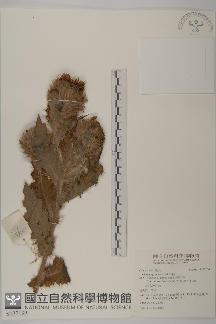 灰薊藏品圖，第1張