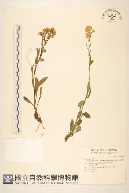 一枝黃花藏品圖，第1張