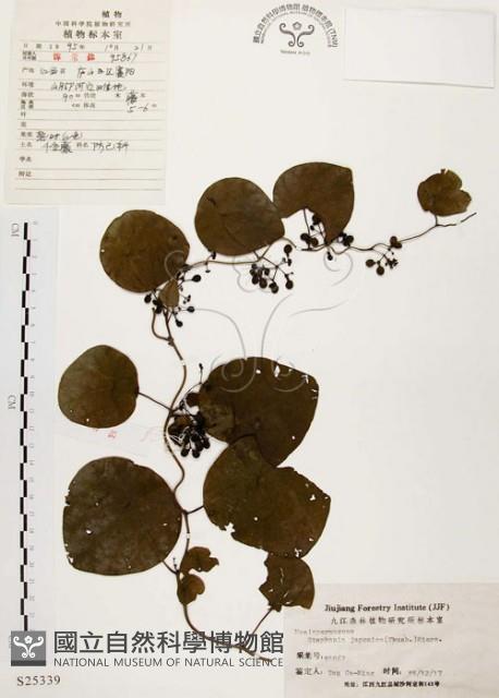 千金藤、金線吊烏龜藏品圖，第1張