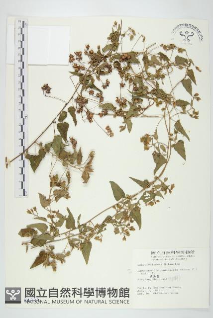 娥房藤藏品圖，第1張