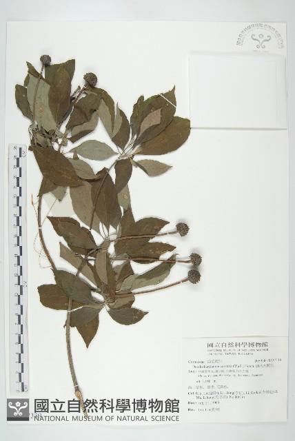 頭狀四照花藏品圖，第1張