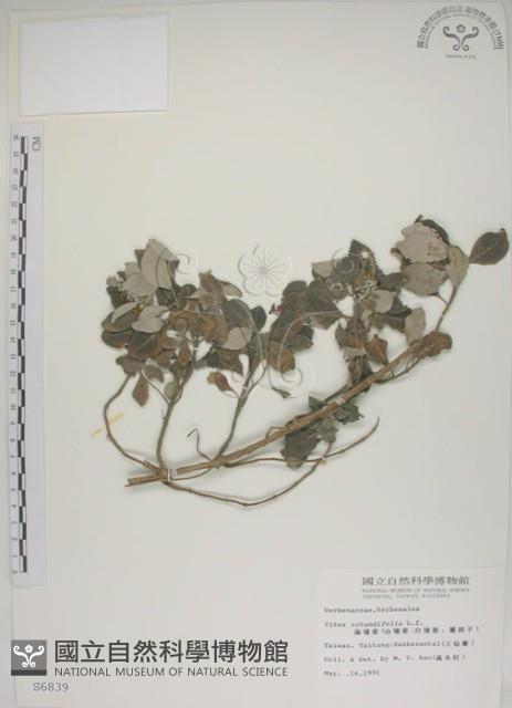 海埔姜藏品圖，第1張