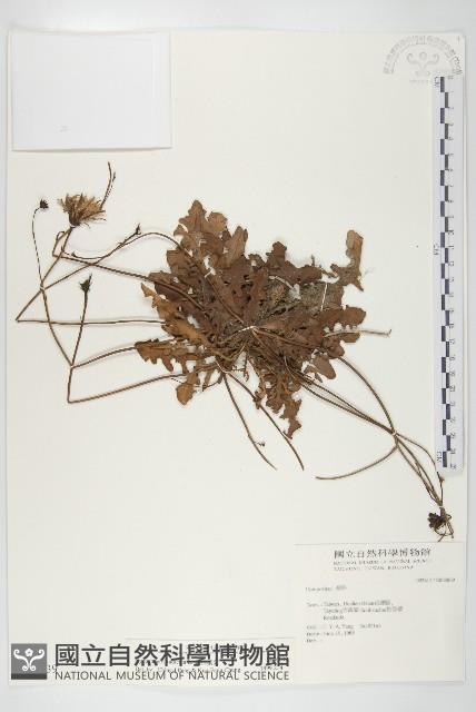 Accession Number:S036839 Collection Image, Figure 1, Total 3 Figures