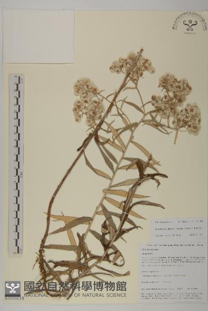 抱莖籟簫藏品圖，第1張