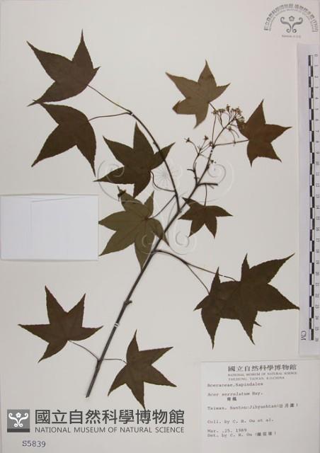 青楓藏品圖，第1張