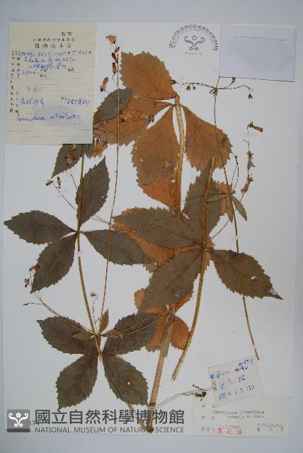 展枝沙參藏品圖，第1張