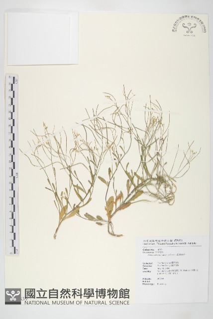 齒葉南芥、齒葉筷子芥藏品圖，第1張