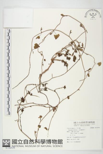 紅花野牽牛藏品圖，第1張