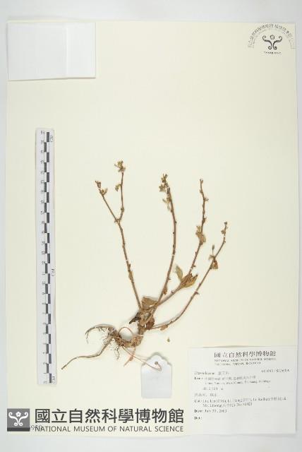Accession Number:S136939 Collection Image, Figure 1, Total 2 Figures