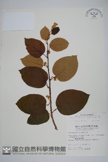 闊葉獼猴桃藏品圖，第1張