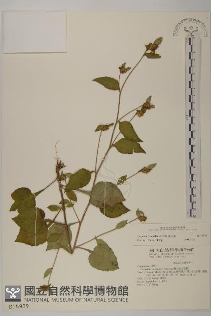 黃金珠藏品圖，第1張