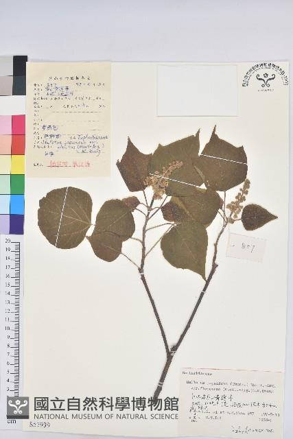 登錄號:S057939藏品圖，第1張