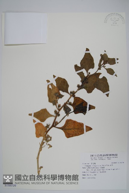 番杏藏品圖，第1張