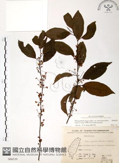 台灣山桂花藏品圖，第1張