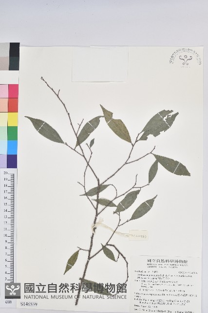 南投五月茶藏品圖，第1張