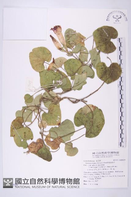 銳葉牽牛藏品圖，第1張