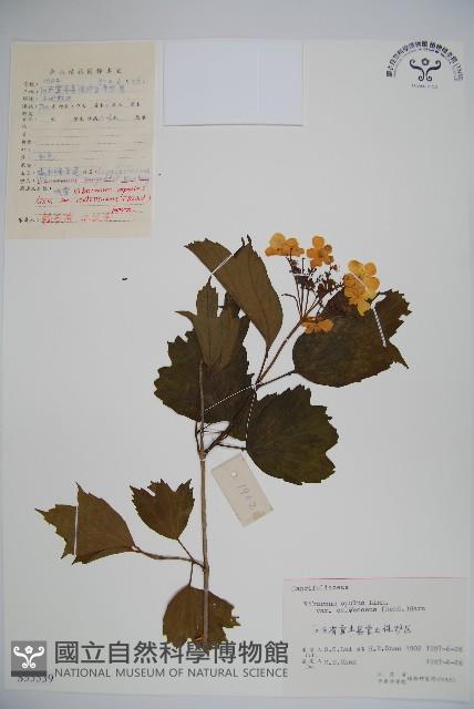 雞樹條莢迷藏品圖，第1張