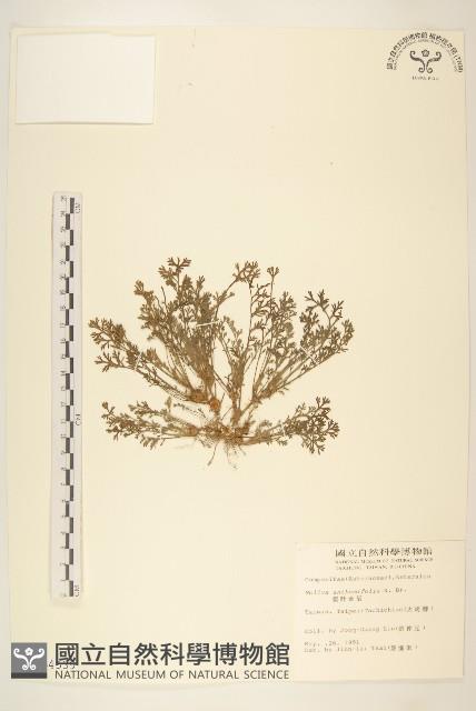 假吐金菊藏品圖，第1張