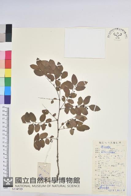 青灰葉下珠藏品圖，第1張