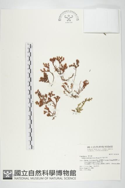 紅子佛甲草藏品圖，第1張