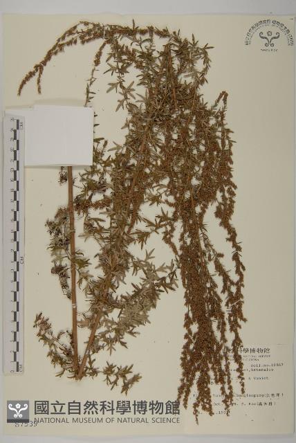 小艾、矮蒿藏品圖，第1張