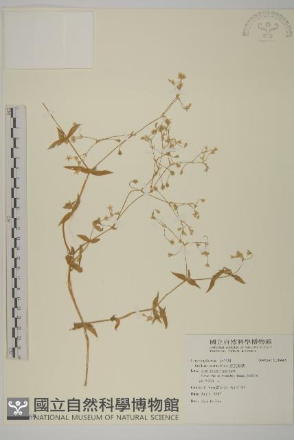 疏花繁縷藏品圖，第1張