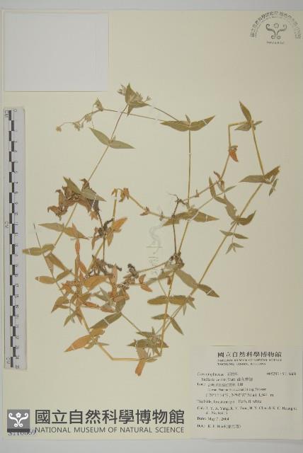 疏花繁縷藏品圖，第1張