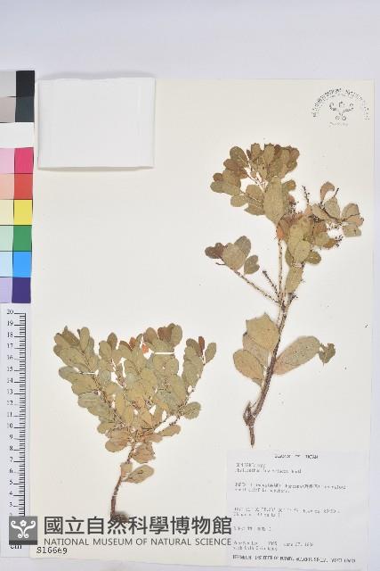 細枝葉下珠藏品圖，第1張