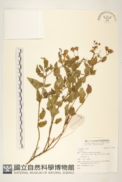 登錄號:S136669藏品圖，第1張