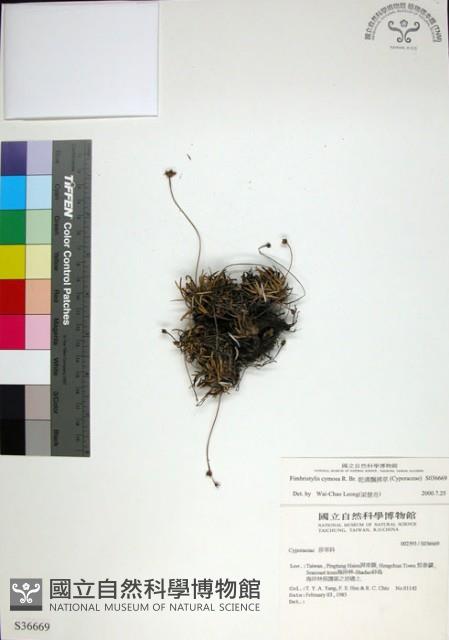 乾溝飄拂草藏品圖，第1張