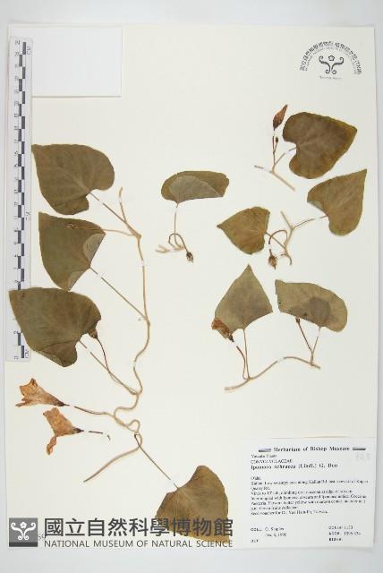 登錄號:S046669藏品圖，第1張