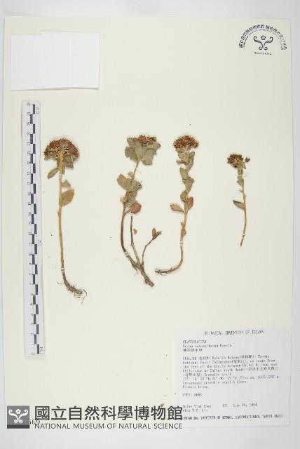 穗花佛甲草藏品圖，第1張