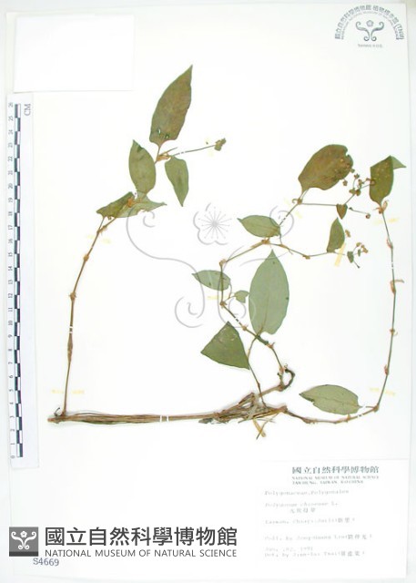火炭母草、清飯藤藏品圖，第1張