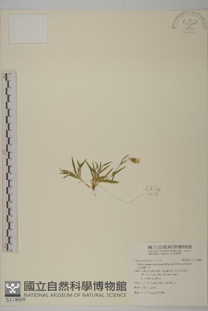 玉山蠅子草藏品圖，第1張
