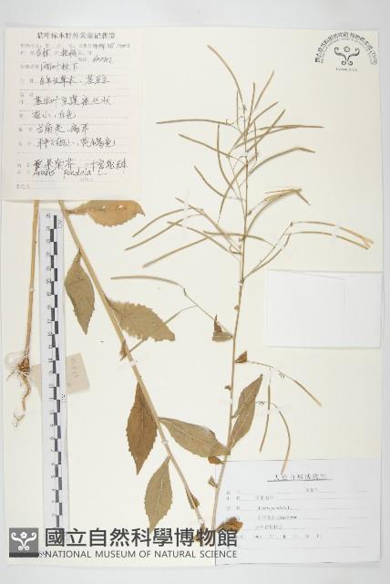 垂果南芥菜藏品圖，第1張