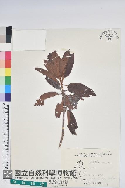 森氏杜鵑、森氏滿江紅藏品圖，第1張