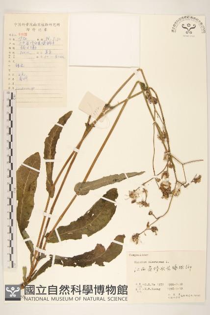 苦滇菜、苦菜藏品圖，第1張