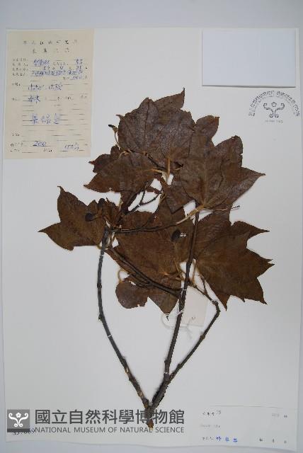 登錄號:S037669藏品圖，第1張