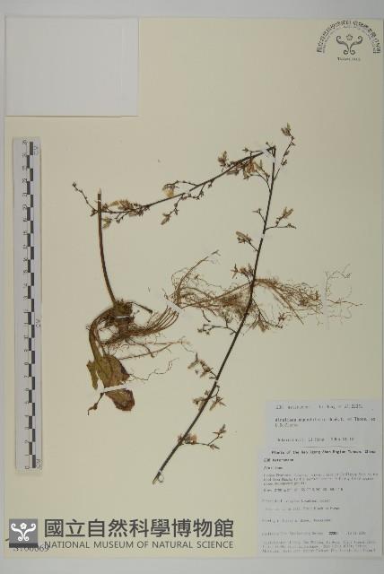 狹葉兔兒風藏品圖，第1張