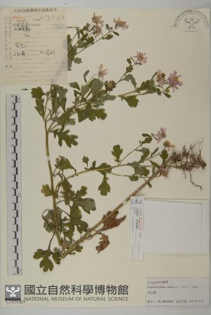 小紅菊藏品圖，第1張