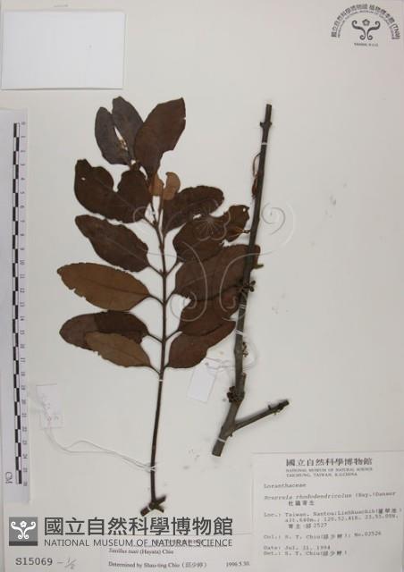 蓮華池桑寄生藏品圖，第1張