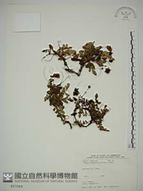 臺灣莓藏品圖，第1張
