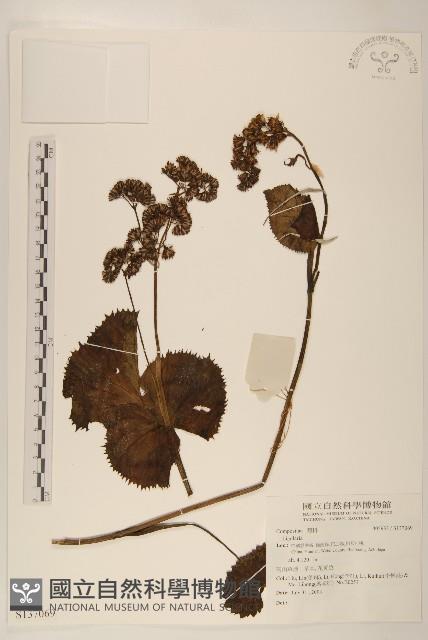 登錄號:S137069藏品圖，第1張