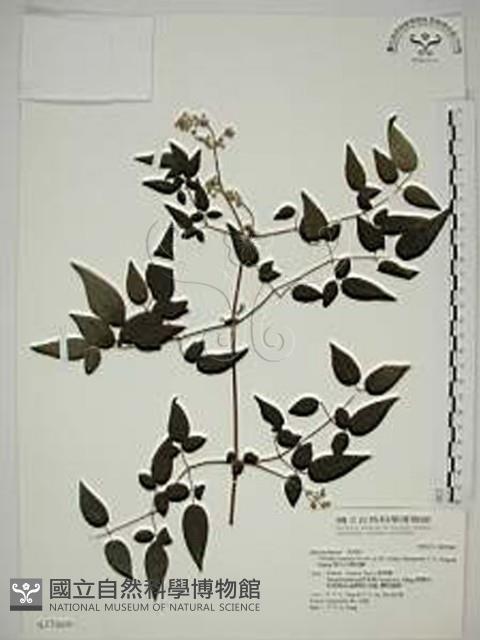 梨山小蓑衣藤藏品圖，第1張