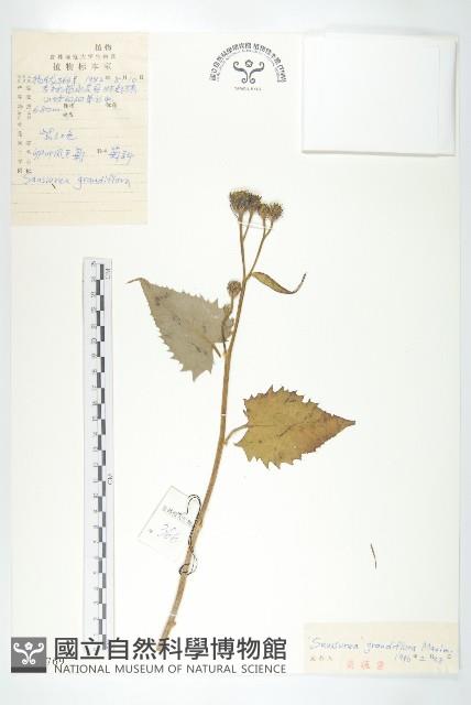 卵葉鳳毛菊藏品圖，第1張