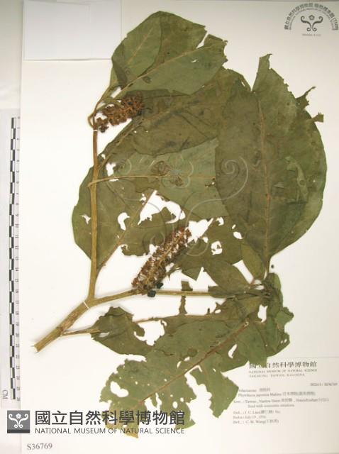 Accession Number:S036769 Collection Image