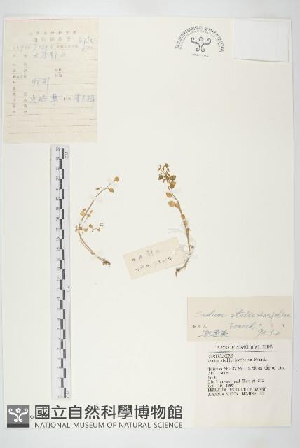 火焰草藏品圖，第1張