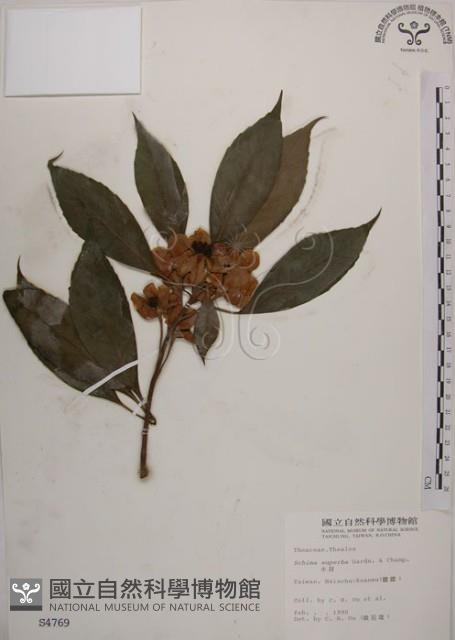 木荷藏品圖，第1張