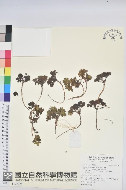 高山大戟藏品圖，第1張